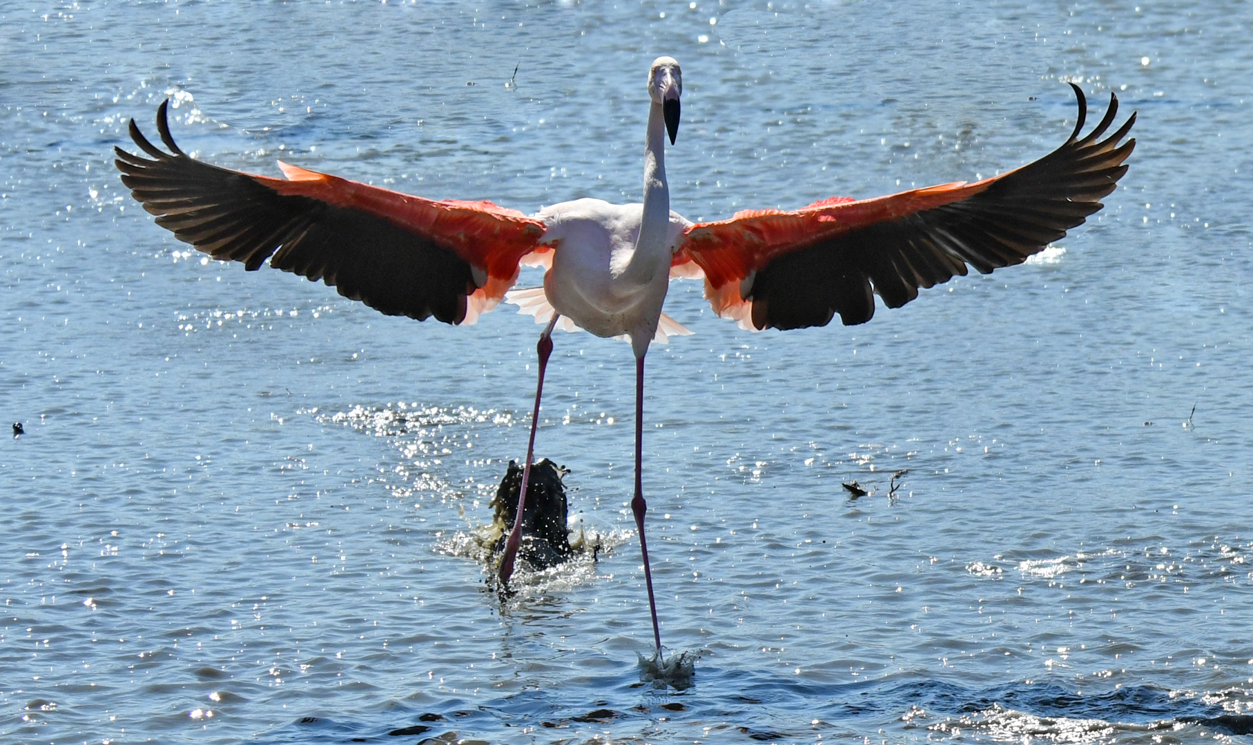 Camargue (1)