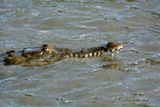Costa-Rica - Alligator sur le Rio Tarcolès