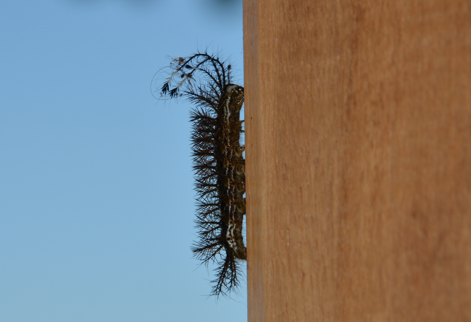 Costa-Rica - Chenille