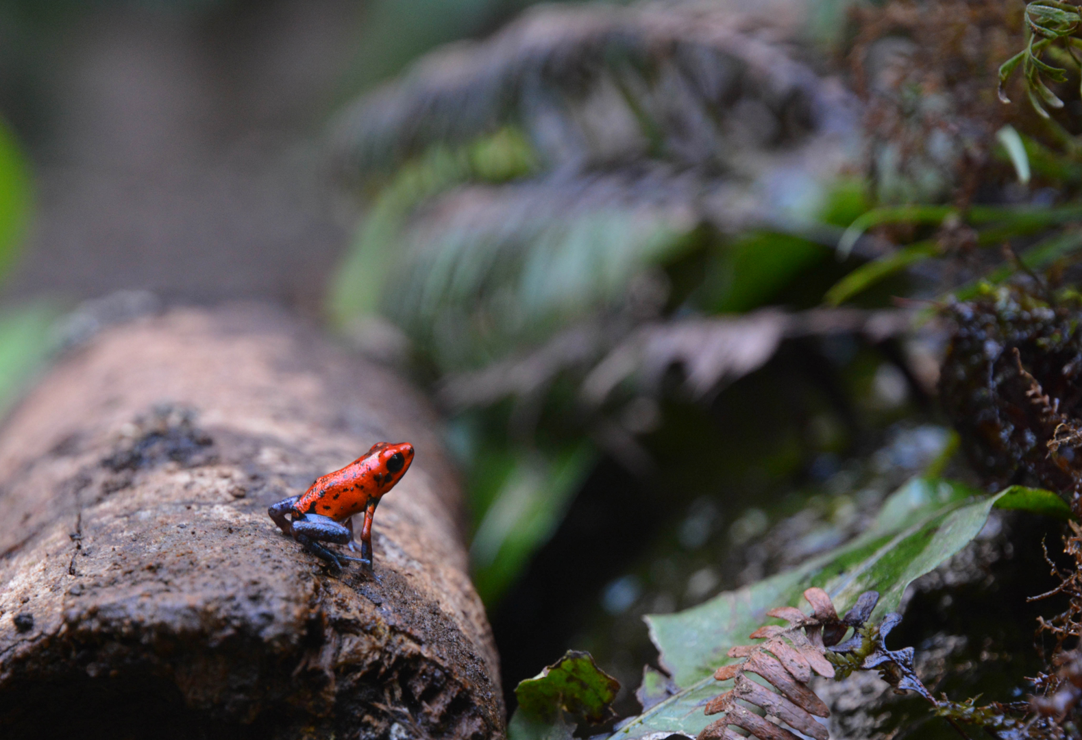 Costa-Rica - Grenouille ''blue-jean''