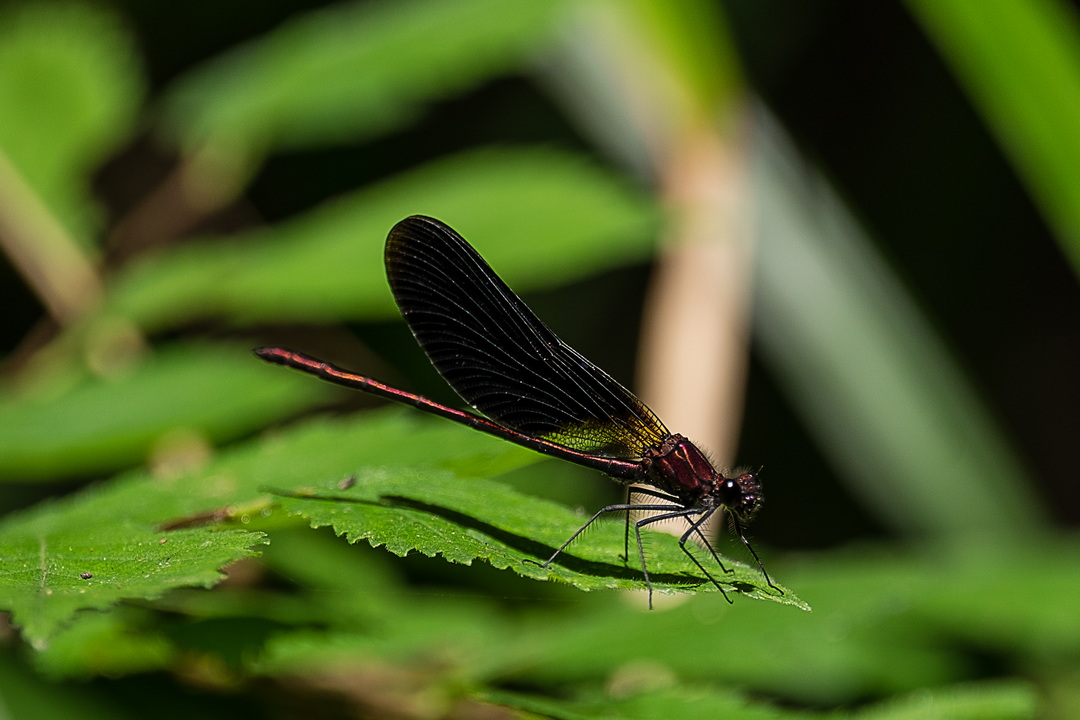 DSCF1372