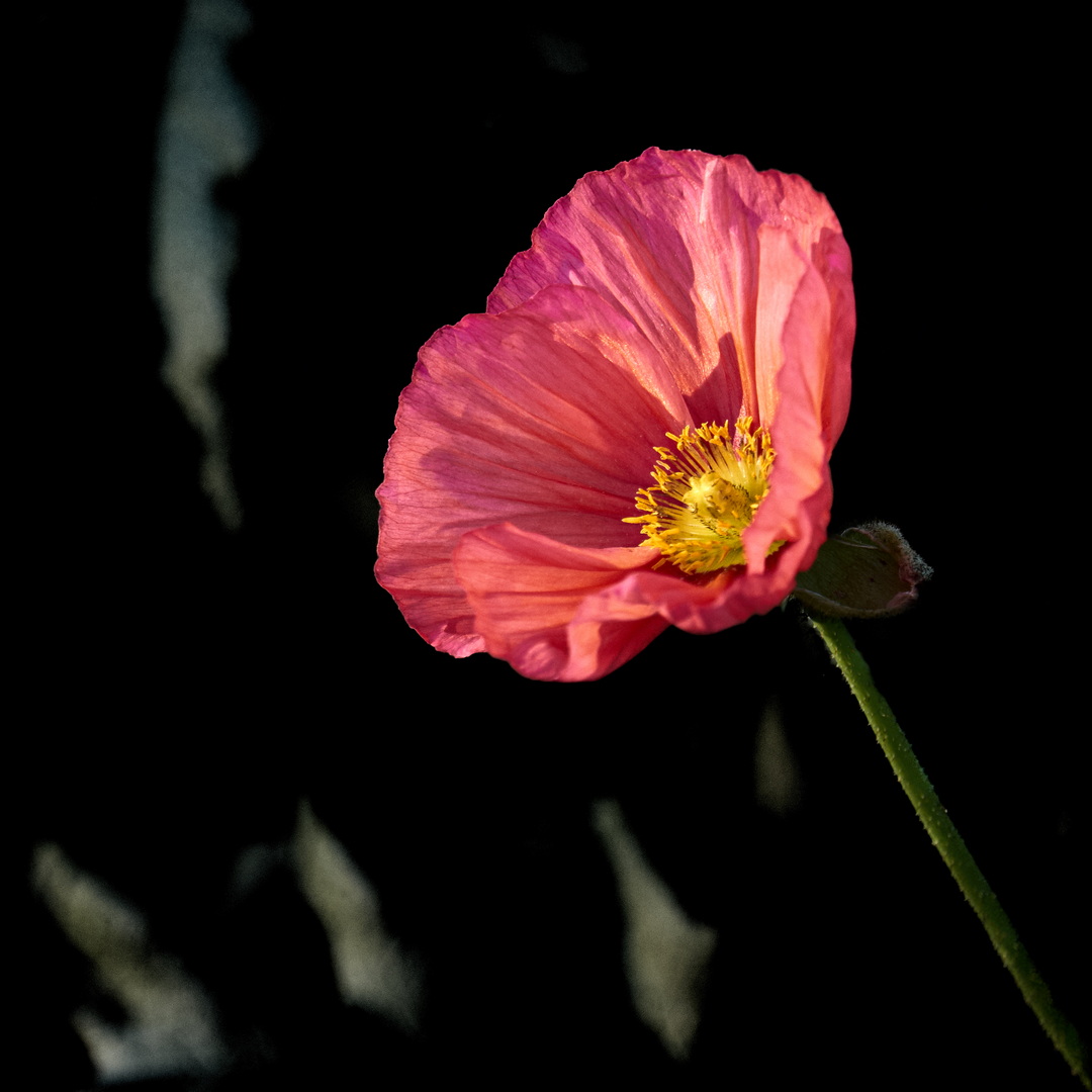 DSCF8604 1