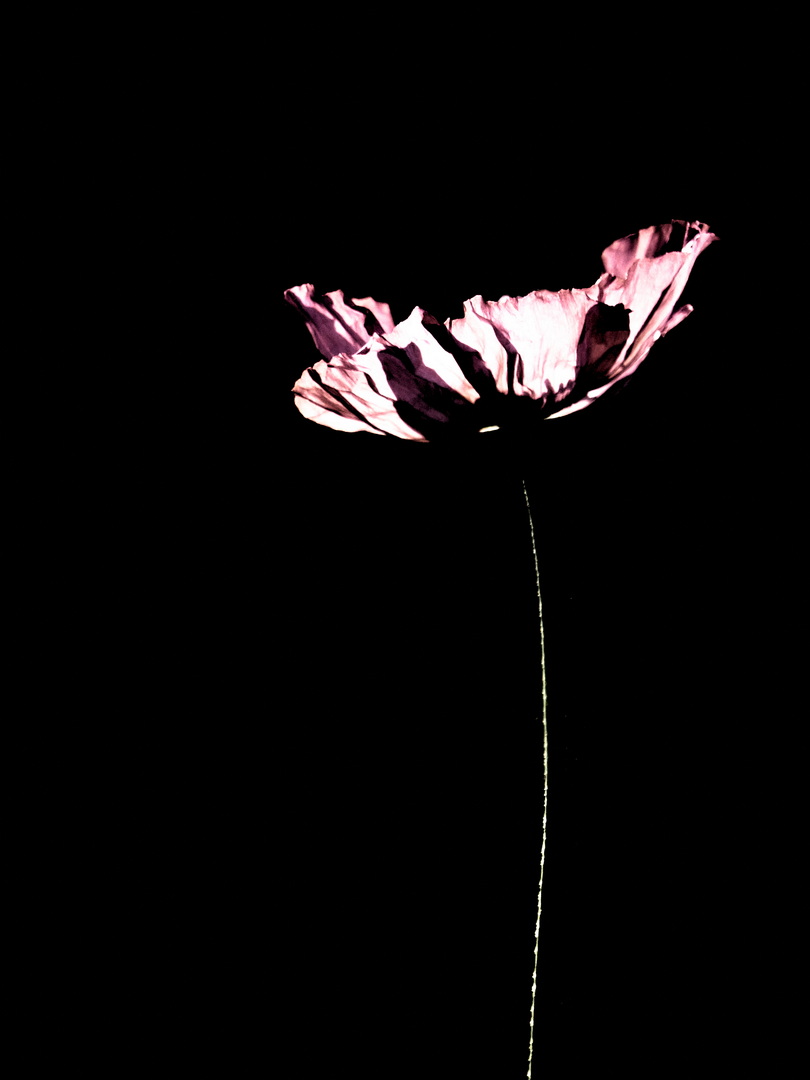 DSCF8605