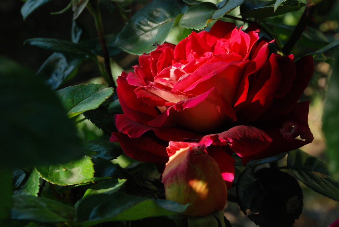DSC_0412 cor