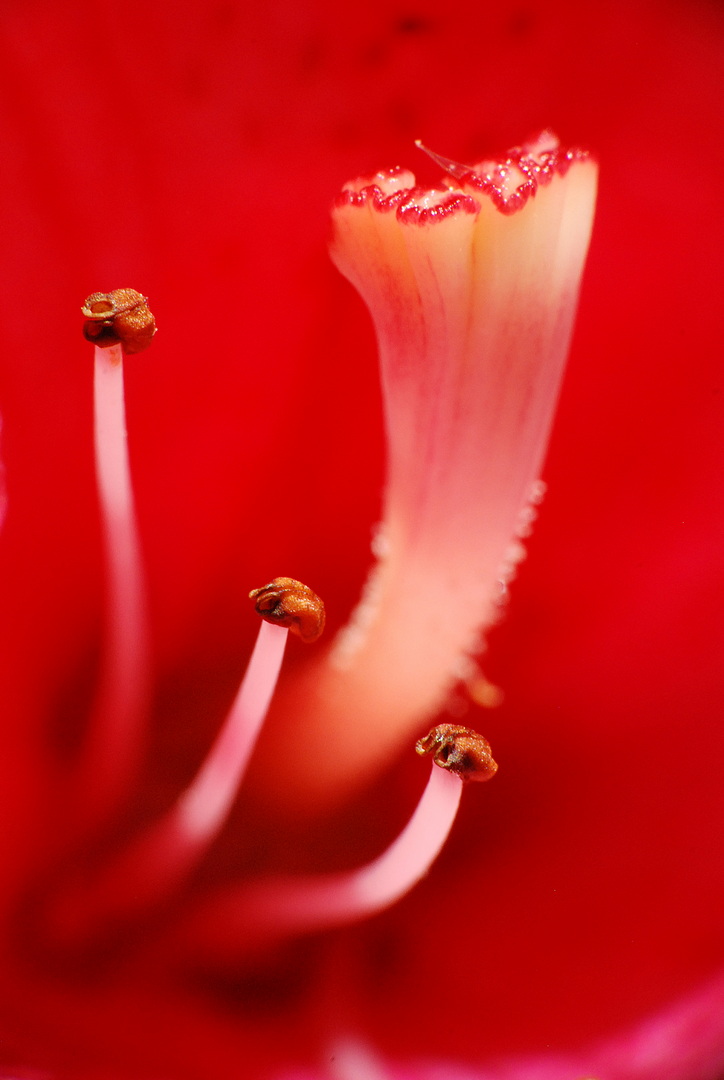 DSC_0548 cor
