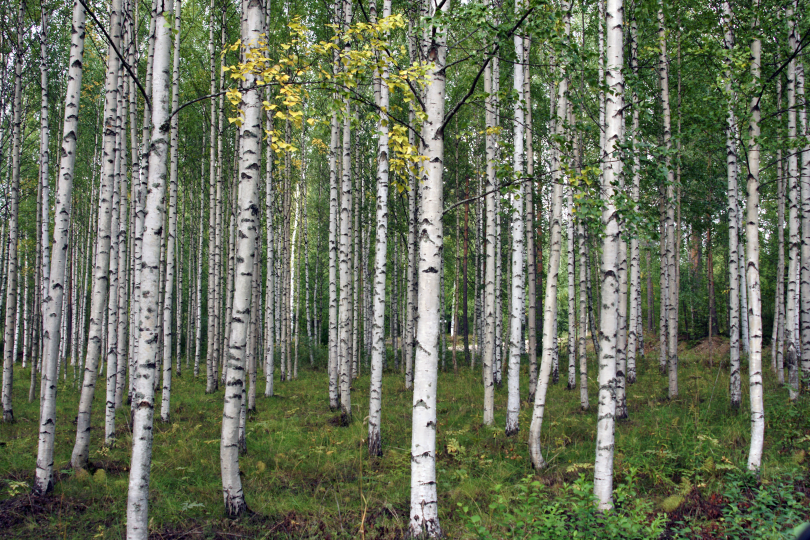 Finlande - Vers l'ile de Paalasmaa