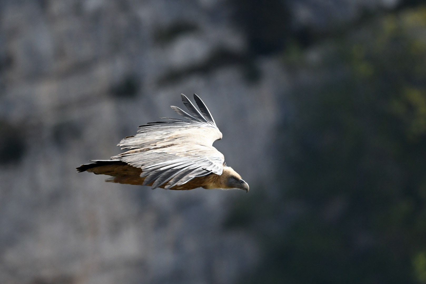 Gorges du Verdon - Vautour fauve