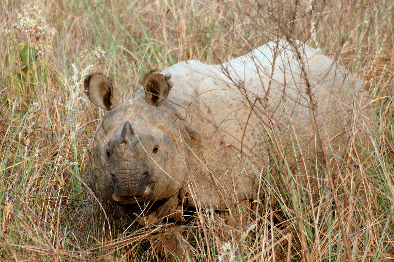Népal - Parc de Chitwan