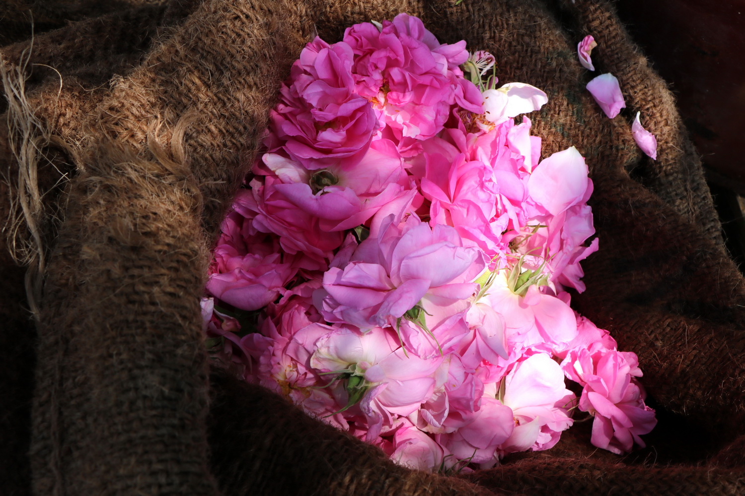 cueillette rose 0011